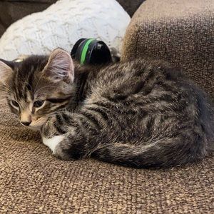 Meet your Posher, Camaro